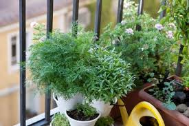 herb garden even on your balcony