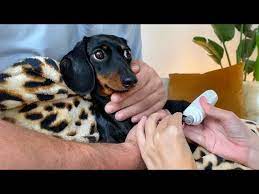cutting the nails of our dachshunds