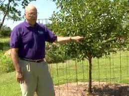 protect fruit trees from deer you