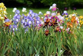 presby memorial iris gardens