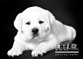 Have a puppy for sale list it here in our puppies classifieds for free, there is no fees to list your puppy ad. Oxfordwhitelabs Com Home