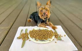 how much to feed a yorkie puppy