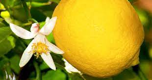 Grow And Care For An Indoor Lemon Tree