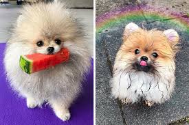 pomeranian dogs are adorably cute as
