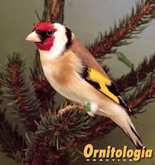 Sab feb 06, 2021 5:08 pm. Jilguero Ornitologia Practica