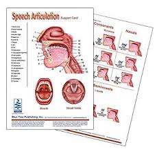Speech Articulation Anatomical Chart Speech Language Pathology Visual Double Sided Card