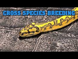 cross breeding snakes should we make