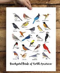 backyard birds of north america 11x14