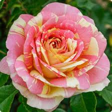 Step By Step Guide To Planting Roses