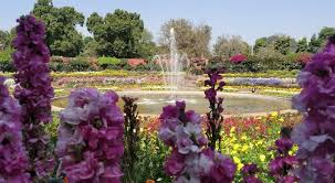 mughal garden amrit udyan 2023