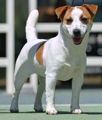 La razza di cane scelta e' quella dei famosi cagnolini della regina elisabetta. Jack Russell Terrier Wikipedia