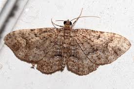 somber carpet moth disclisioprocta