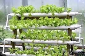Diy Hydroponics At Your Home Harper S