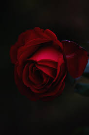 photo of red rose petal flower