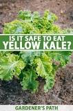 How do you know kale is going bad?