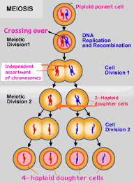 ual reion and meiosis go