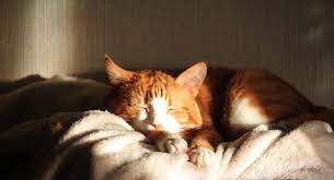 猫睡眠很好- Pixabay上的免费照片- Pixabay
