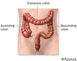 This organ is part o the colon, also referred to as the large intestine, removes excess nutrients to form. Large Bowel Resection Series Normal Anatomy Medlineplus Medical Encyclopedia