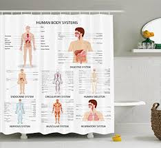 Ambesonne Human Anatomy Shower Curtain Complete Chart Of Different Organ Body Structures Cell Life Medical Illustration Fabric Bathroom Decor Set
