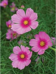 all about cosmos bur