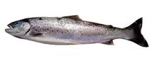 Are sea trout farmed?