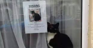 Pampered cat meme meme generator. Missing Cat Found Near His Own Missing Cat Poster Bored Panda