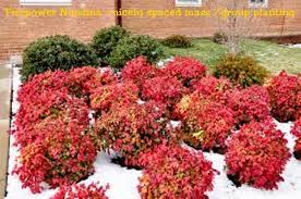 Butterflies and humming birds can be a delight for any yard or garden. Firepower Nandina