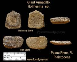 Fossilguy Com Peace River Fossil Identification