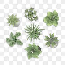top view plant png transpa images