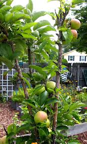 Apple Trees That Grow In Pots