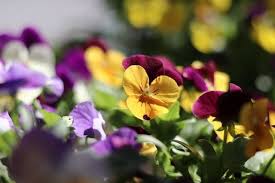 Check spelling or type a new query. Pansy Flower Meaning Symbolism And Colors Pansy Maiden