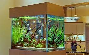 Spectacular Aquariums, Personalizing Interior Design with Colorful Glass  Fish Tanks | Decoracion de peceras, Acuario de pared, Decoracion de acuarios gambar png