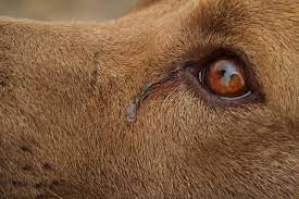5 types of dog eye discharge petcarerx