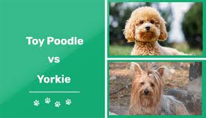 toy poodle vs yorkie the differences