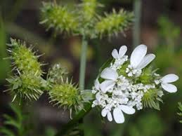 Orlaya daucoides (L.) Greuter | Naviga la Flora | Flora Modena