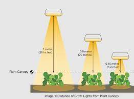 how far to hang led lights from plants