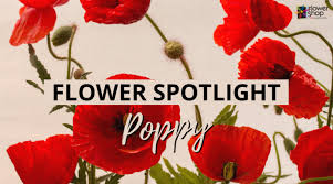 If you've ever been to a memorial day parade, you've likely been handed a red poppy made from crepe paper. Flower Spotlight Poppy