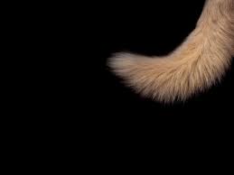 hair loss from a dog s tail