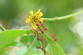 garden ants organic pest control