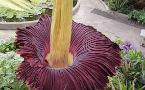 Corpse flower, death flower, titan arum. Corpse Flower Bloom Smell Of Rot Livens Up Dunedin Botanic Gardens Rnz News