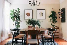 indoor plants in home decoration