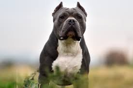 bad pit bull names for males and
