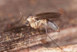 how to get rid of phorid flies forbes