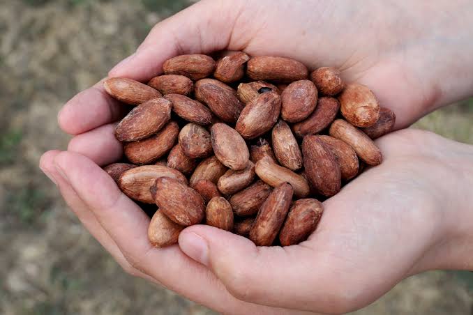 What is Cacao? Your Tasty Alternative to Processed Cocoa!