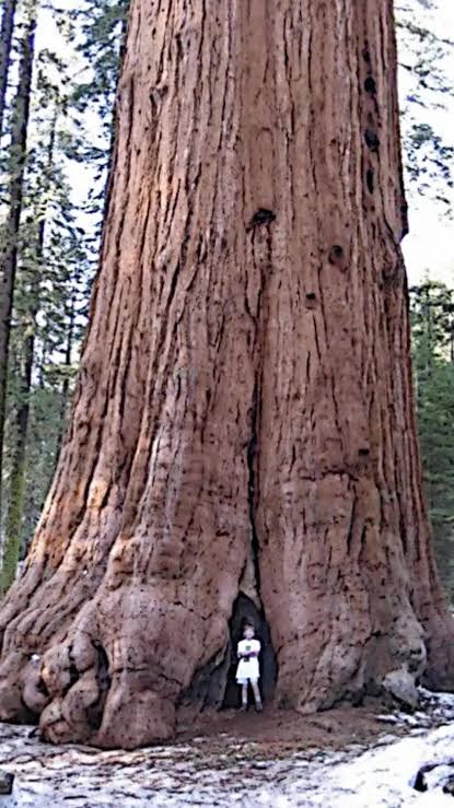 El Árbol Más Alto del Mundo: Descubre el Hyperion