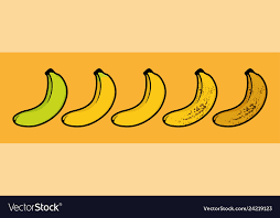 The Ripeness Of Banana Chart Design Vector Image