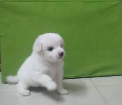 pomeranian puppies in india at