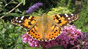 10 Fascinating Facts About Painted Lady Butterflies