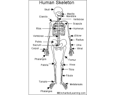 There are many joints in the entire human body, usually named according to the bones forming them. Bones Muscles How Many Bones Does The Human Skeleton Contain Ppt Download