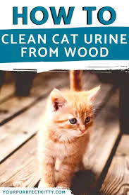 how to clean cat urine from wood floors